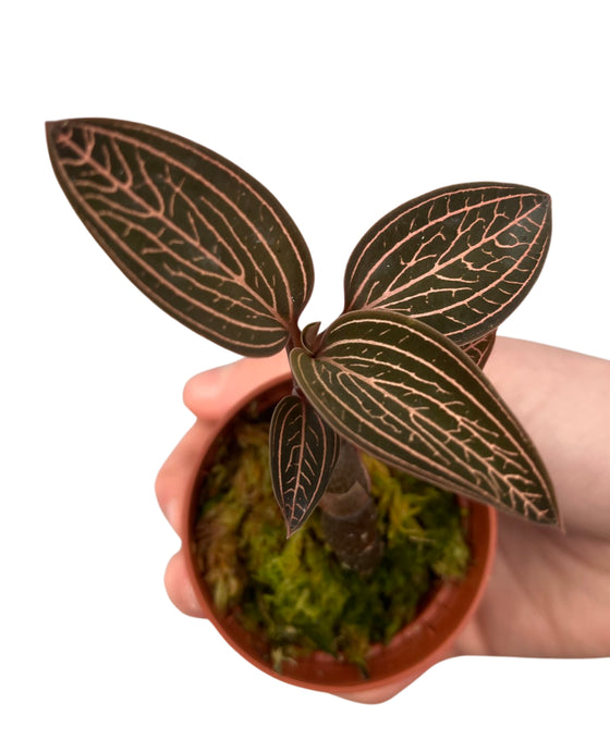 Ludisia ‘Spiderman’ (Anoectochilus roxburghii x Ludisia discolor) Image 1