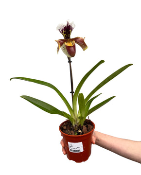 Paphiopedilum USA Hybrid (1 Branch)
