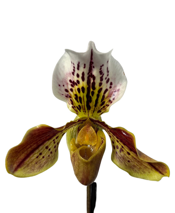 Paphiopedilum USA Hybrid (1 Branch) Image 2
