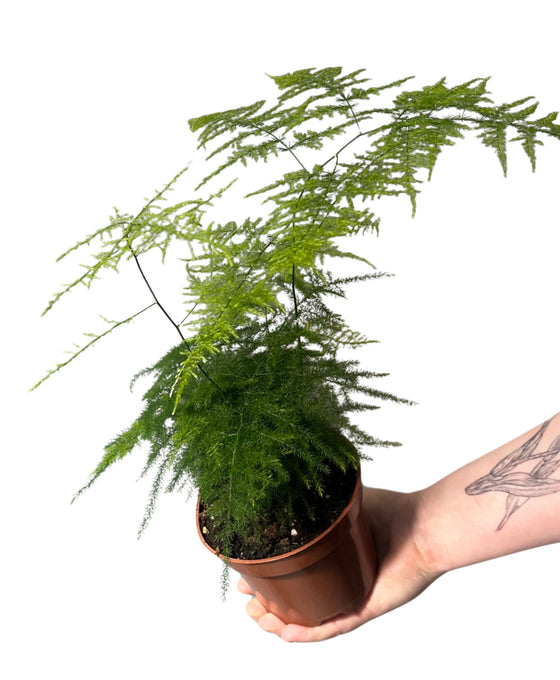Asparagus setaceus - Asparagus fern Image 2