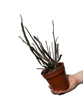 Euphorbia bosseri (syn. Euphorbia platyclada)