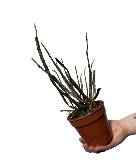 Euphorbia bosseri (syn. Euphorbia platyclada) Image 1