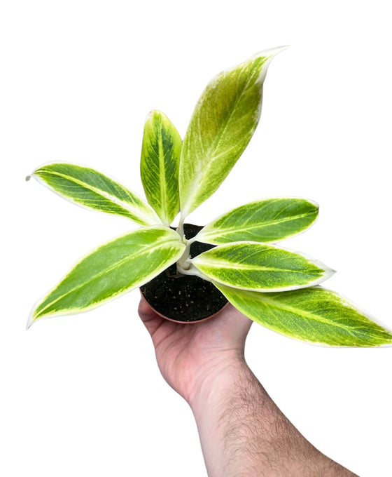 Aglaonema 'Lipstick' Image 1