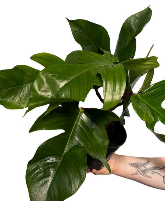 Philodendron squamiferum Image 2