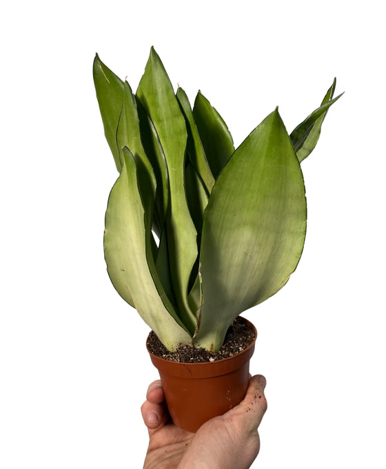 Sansevieria trifasciata 'Moonshine' Image 2