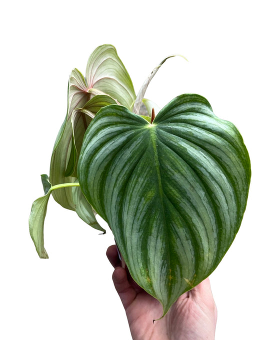 Philodendron pastazanum Image 2