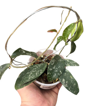 Hoya phuwuaensis (Syn. Hoya sp. Phu Wua)
