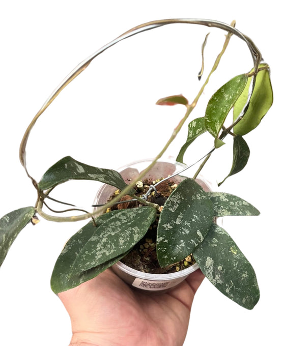 Hoya phuwuaensis (Syn. Hoya sp. Phu Wua) Image 1
