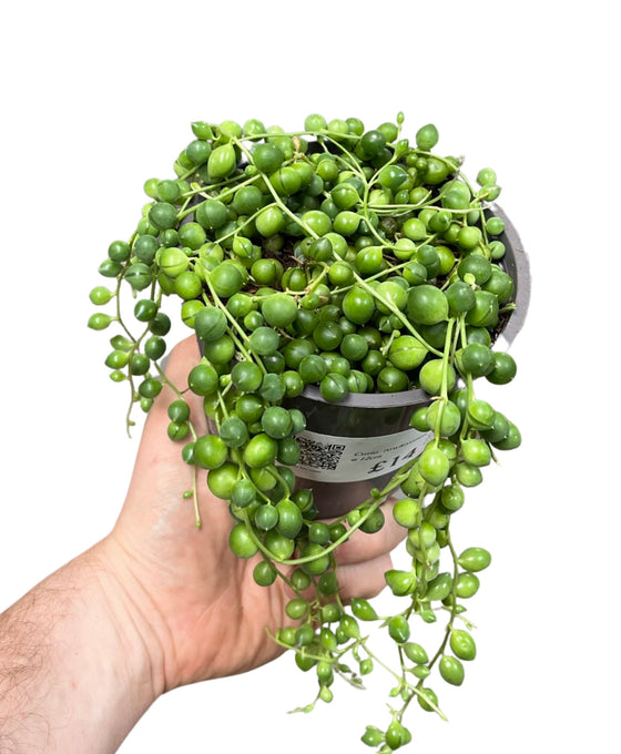 Curio rowleyanus - String of Pearls Image 3