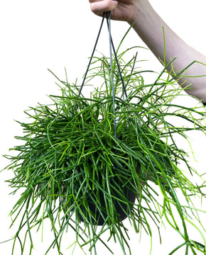 Rhipsalis baccifera 'Oasis'