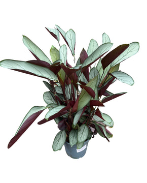 Ctenanthe setosa