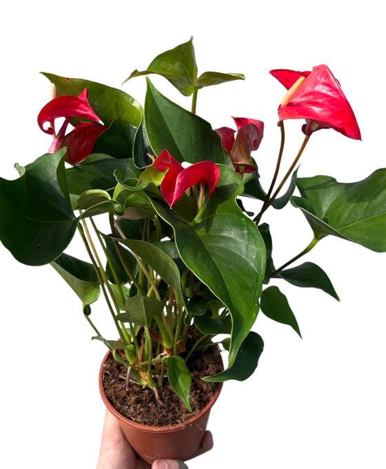 Anthurium andraeanum 'Dynamite Red' Image 1