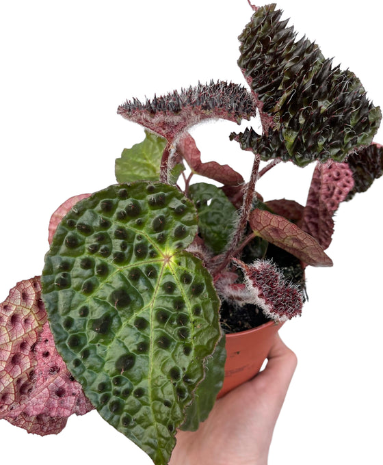 Begonia ferox Image 2