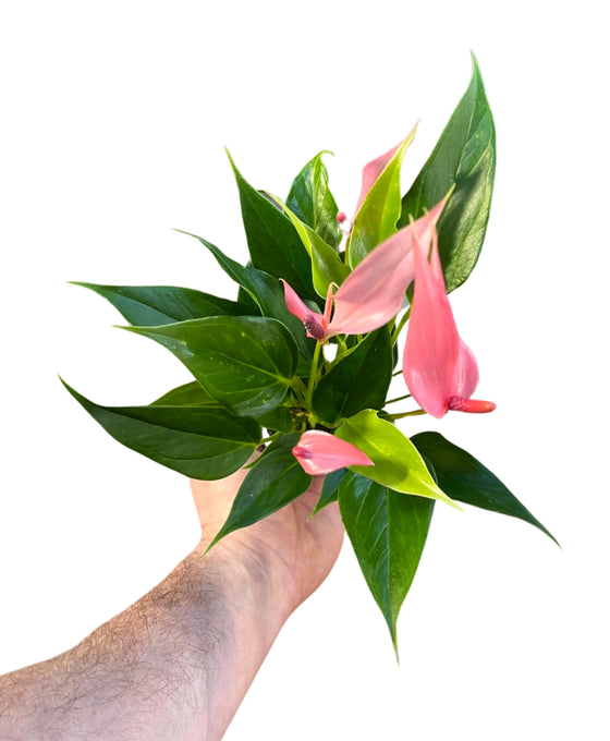 Anthurium andraeanum 'Lilli' Image 3