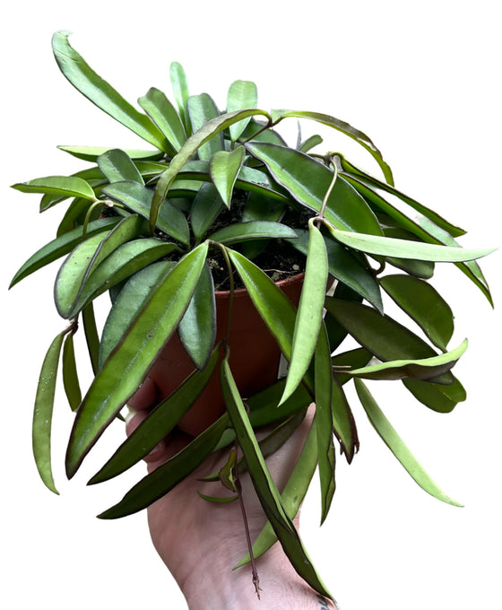 Hoya wayetii Image 4