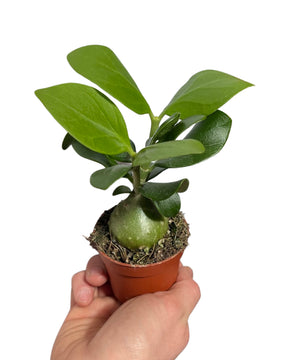 Hydnophytum moseleyanum