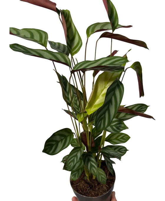 Ctenanthe setosa 'Exotica' Image 1