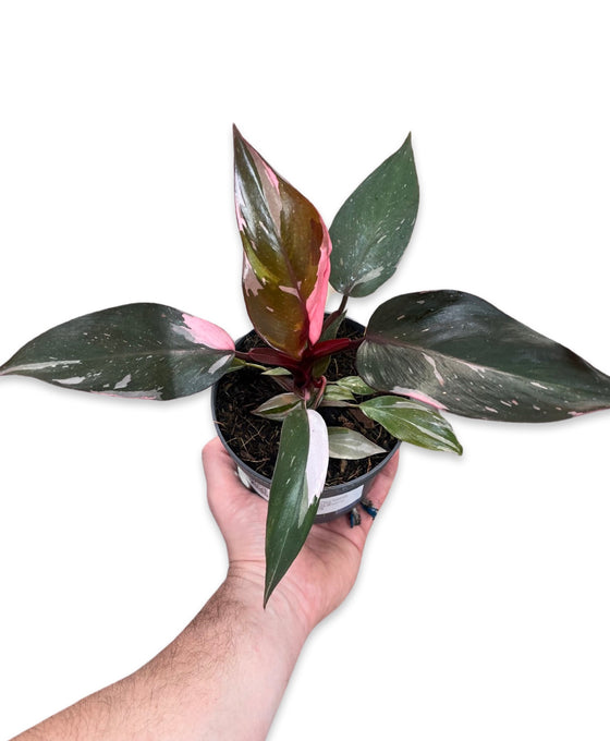 Philodendron 'Pink Princess' Image 2
