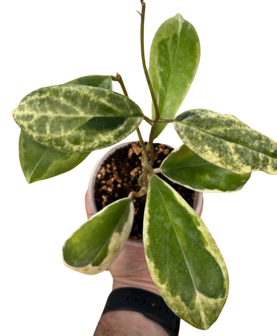 Hoya incrassata 'Eclipse' Image 1