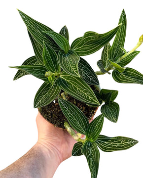 Ludisia discolor var. alba