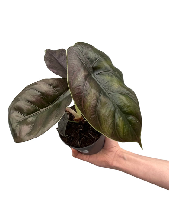 Alocasia azlanii Image 2