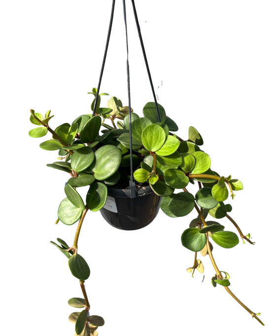 Peperomia 'Hope' Image 3