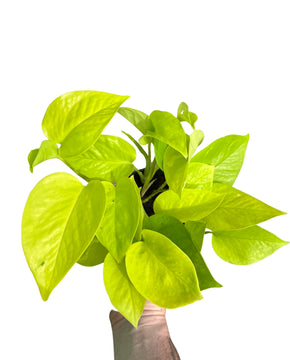 Epipremnum aureum 'Neon' - Neon Pothos
