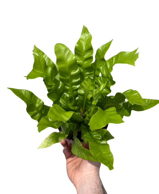 Asplenium nidus 'Crispy Wave' Image 2