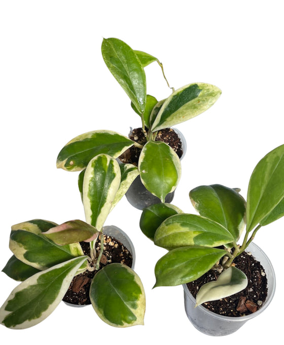 Hoya incrassata 'Eclipse' Image 2