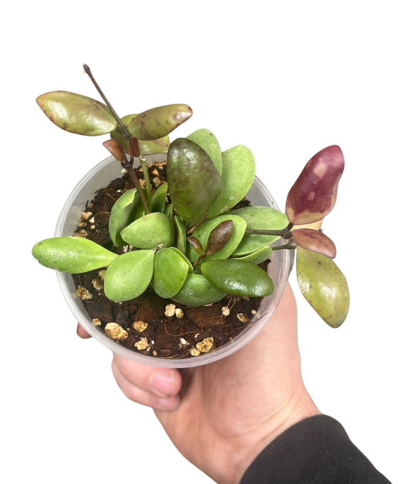 Hoya pallilimba Image 3