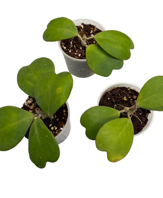 Hoya kerrii Image 2