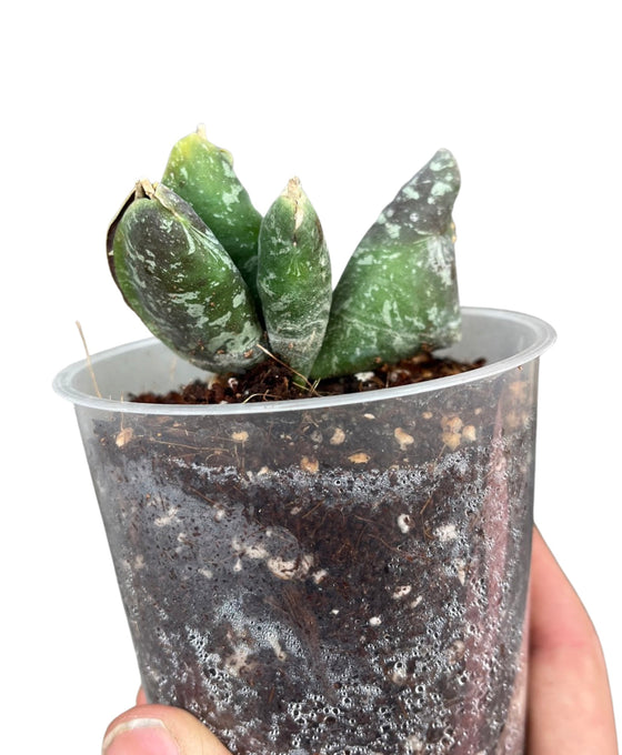 Hoya imbricata Image 1