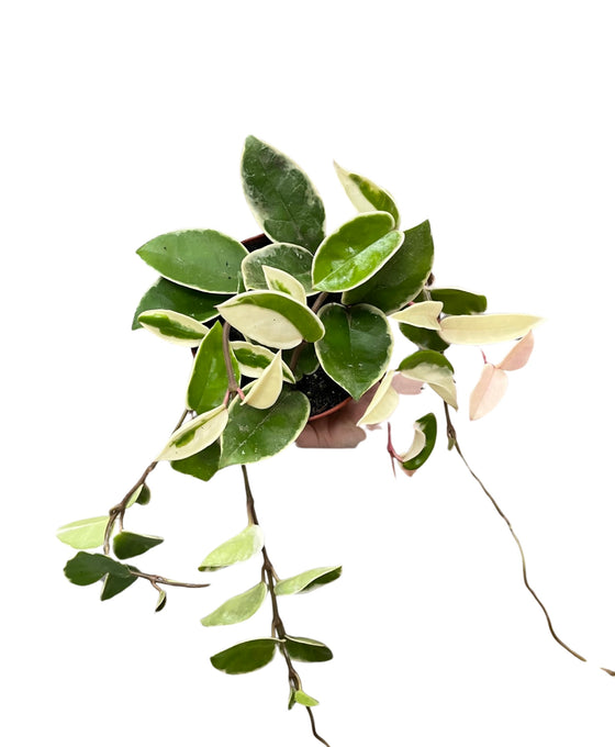 Hoya carnosa 'Krimson Queen' Image 3