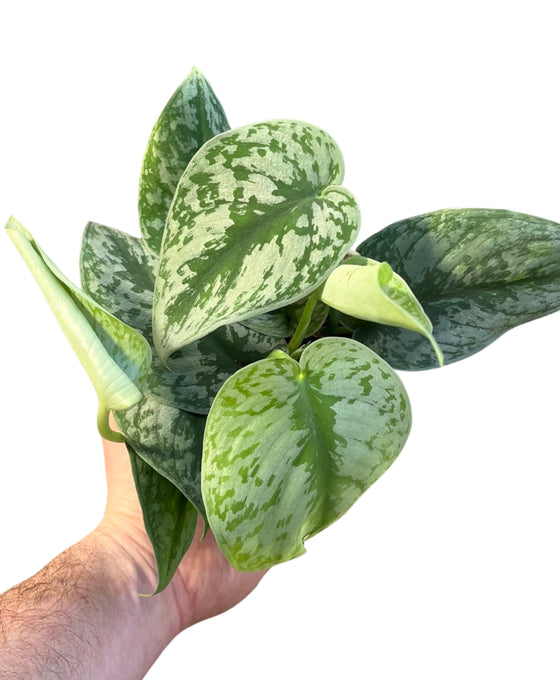 Scindapsus pictus 'Trebie' Image 3