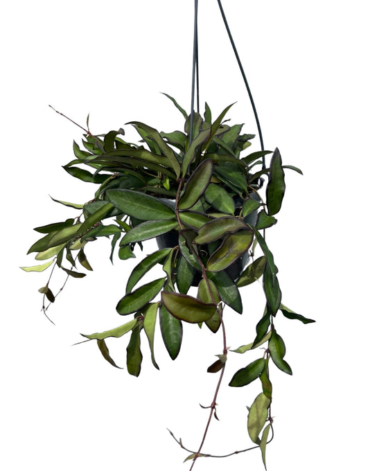 Hoya 'Rosita' Image 1