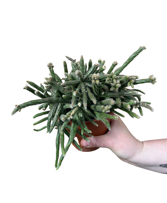 Rhipsalis baccifera subsp. Horrida Image 1