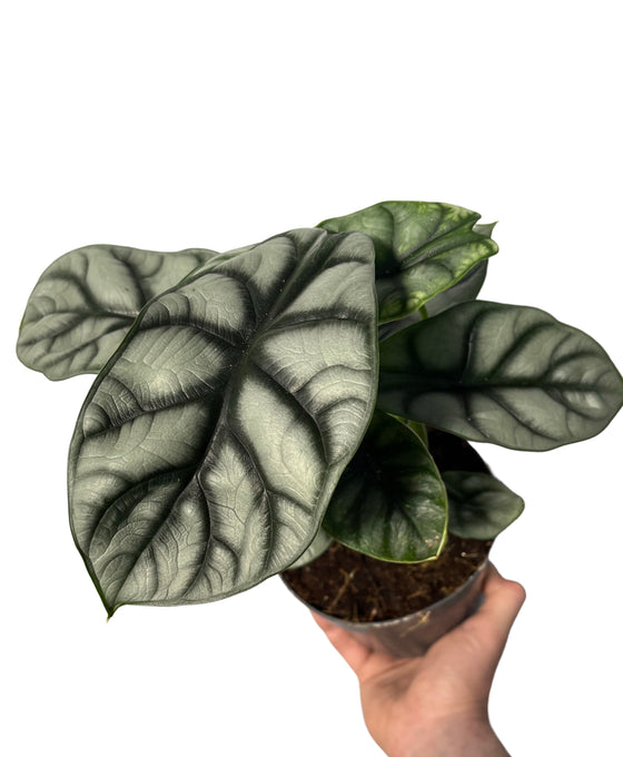 Alocasia baginda 'Silver Dragon' Image 3