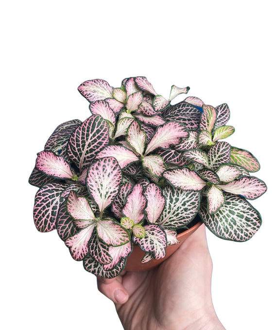 Fittonia albivenis Image 6