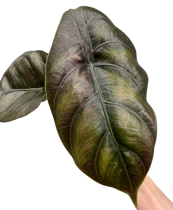 Alocasia azlanii Image 3
