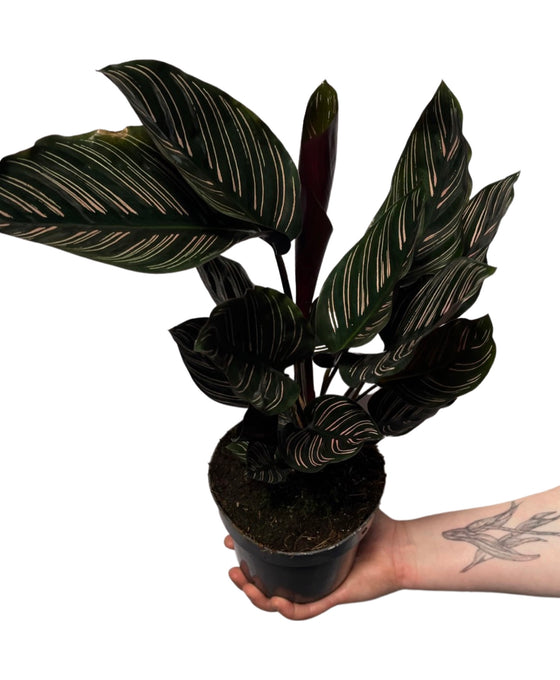 Calathea ornata Image 3