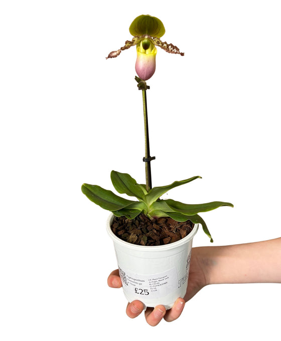 Paphiopedilum Pinnochio gx Image 2