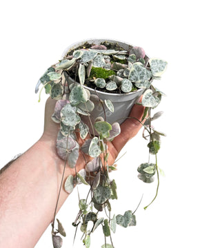 Ceropegia linearis sp. woodii 'Variegata'