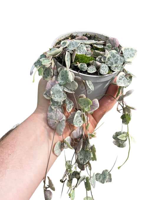 Ceropegia linearis sp. woodii 'Variegata' Image 1