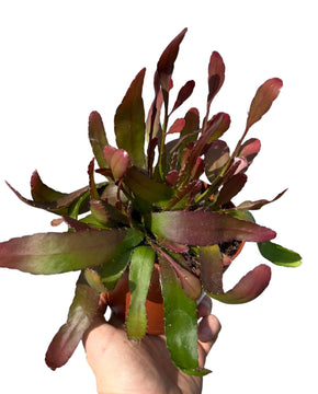 Pseudorhipsalis ramulosa 'Red Coral'