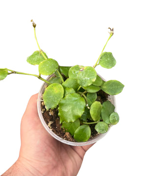 Hoya endauensis