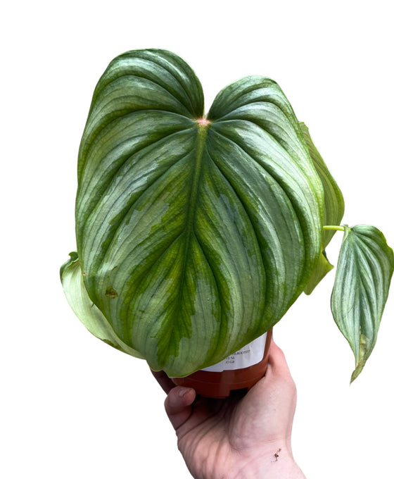 Philodendron pastazanum Image 3