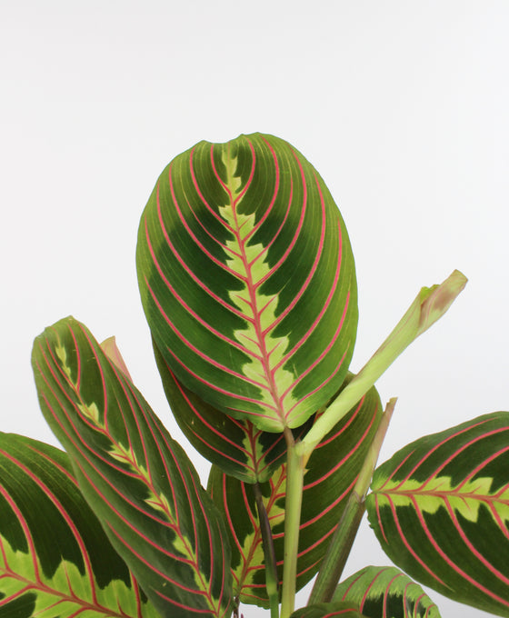 Maranta leuconeura var. Erythroneura Image 2
