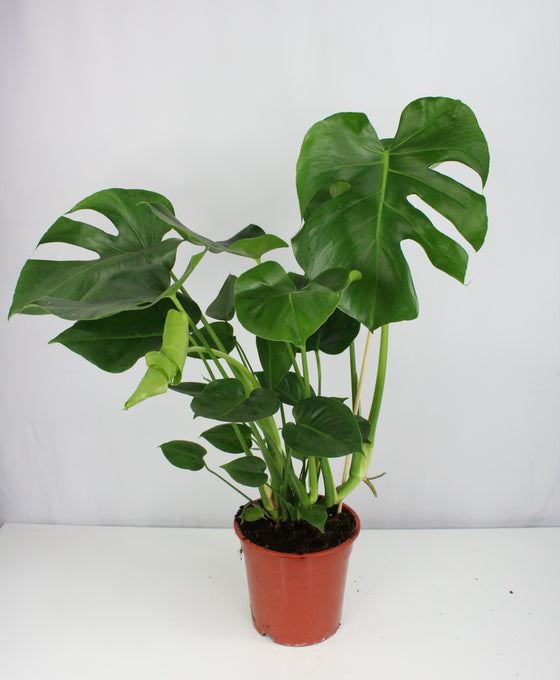 Monstera deliciosa Image 4