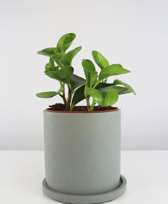 Anther + Moss Ceramics Image 5