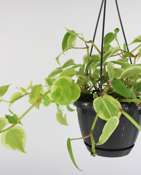 Peperomia serpens 'Variegata'